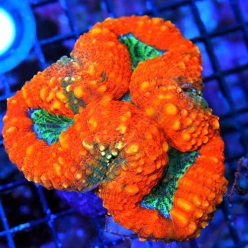 WYSIWYG 4.5X4.5 ULTRA ULTRA NEON ORANGE MULTICOLORED SUPER GREEN ULTRA AUSSIE LOBOPHYLLIA live coral for sale - Extreme Corals
