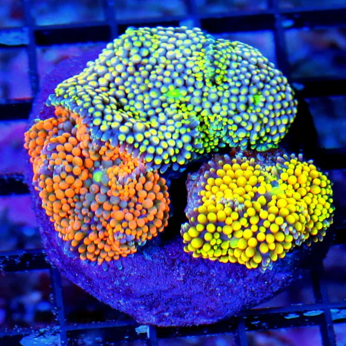 WYSIWYG 4X3 COMBO ULTRA COLORED RICORDIA YUMA COLONY ROCK-GREAT COLORS!! live coral for sale - Extreme Corals