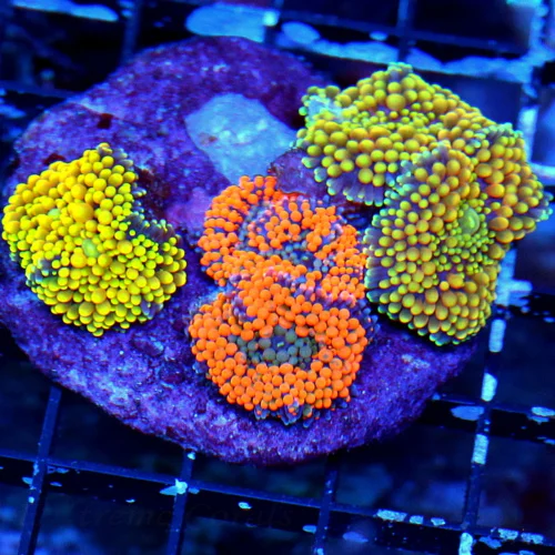 WYSIWYG 3.5X3.5 COMBO ULTRA COLORED RICORDIA YUMA COLONY ROCK-GREAT COLORS!! live coral for sale - Extreme Corals