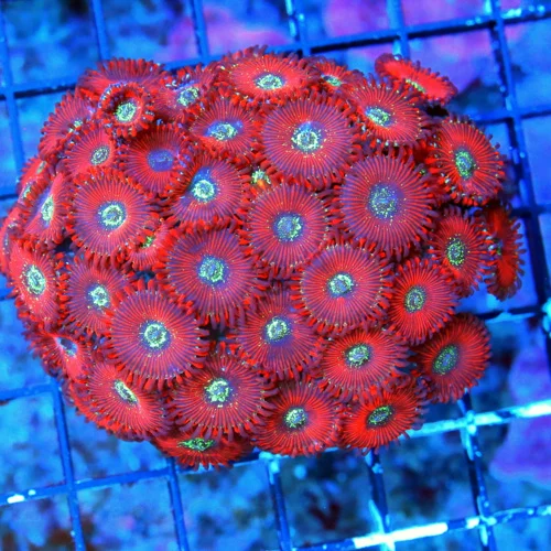 WYSIWYG 4x3.5 MAGICIAN PALYTHOAS-COLLECTORS ITEM ULTRA ULTRA COLORED VERY RARE MAGICIAN PALYTHOAS-AWESOM live coral for sale - Extreme Corals