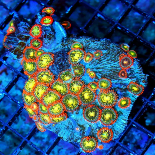 WYSIWYG 4.5x4  ZOANTHID-VERY VERY VERY HARD TO GET AUSTRALIAN ULTRA GRADE SHOWPIECE ZOANTHID COLONY live coral for sale - Extreme Corals