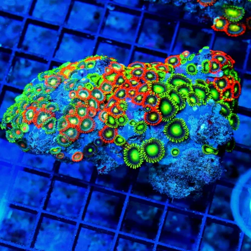 WYSIWYG 4.5 INCH ZOANTHID-VERY VERY HARD TO GET AUSTRALIAN ULTRA GRADE SHOWPIECE ZOANTHID COLONY live coral for sale - Extreme Corals
