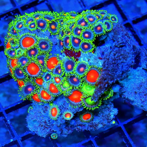 WYSIWYG 4 INCH ZOANTHID-VERY VERY HARD TO GET AUSTRALIAN ULTRA GRADE SHOWPIECE ZOANTHID COLONY live coral for sale - Extreme Corals