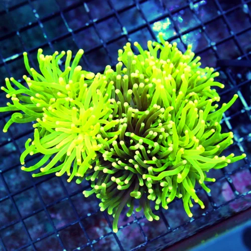 WYSIWYG 6.5X5.5 GIANT SHOWPIECE SCOTT'S HANDPICKED COMBO INDO TORCH-ABSOLUTELY STUNNING live coral for sale - Extreme Corals