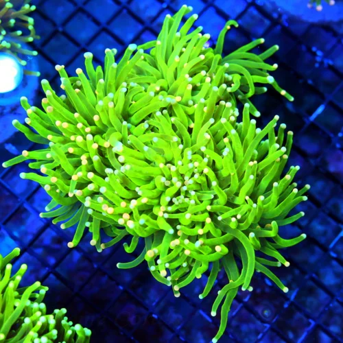 WYSIWYG 7X6 GIANT OUT OF THIS WORLD NUCLEAR NANERS INDO COLLECTOR ITEM TORCH" INSANE!!!!! Naners live coral for sale - Extreme Corals