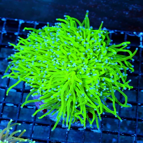 WYSIWYG 6X6 GIANT XXL BLUE TIPPED "COTTON CANDY" ULTRA COLORED HUGE TORCH INDO CORAL live coral for sale - Extreme Corals