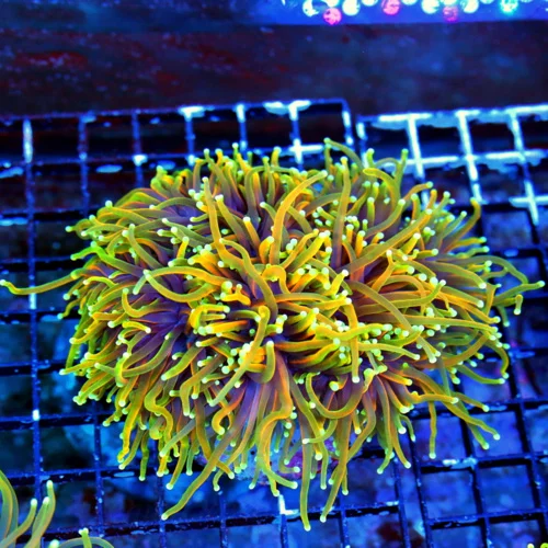 WYSIWYG 7X6 ULTIMATE CENTERPIECE GIANT "INDO JUICY FRUIT" ULTRA GRADE COLLECTORS ITEM TOECH live coral for sale - Extreme Corals