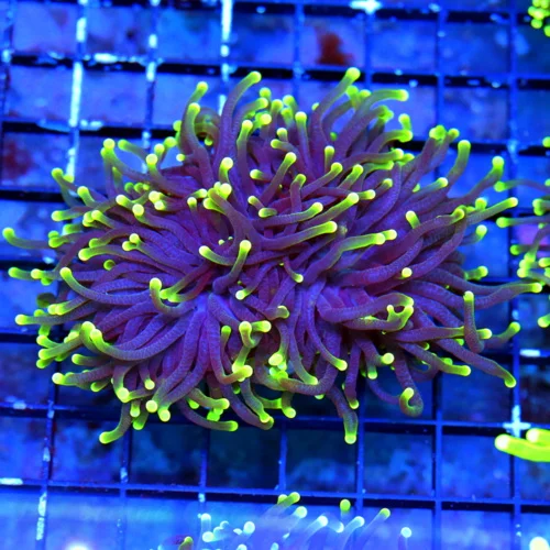 WYSIWYG 4.5X4 ULTRA COLORED SUPER PURPLE YELLOW TIPPED BLACKLIGHT INDO TORCH live coral for sale - Extreme Corals