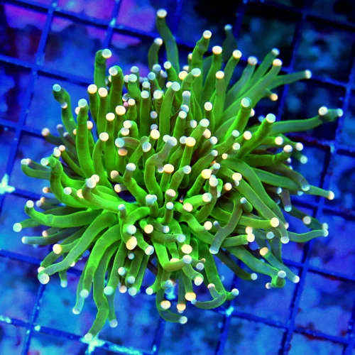 WYSIWYG 3.5 INCH SUPER SUPER COLORED PINKPEACH AND BLUE TIPPED "CARE BEAR" INDO TORCH live coral for sale - Extreme Corals