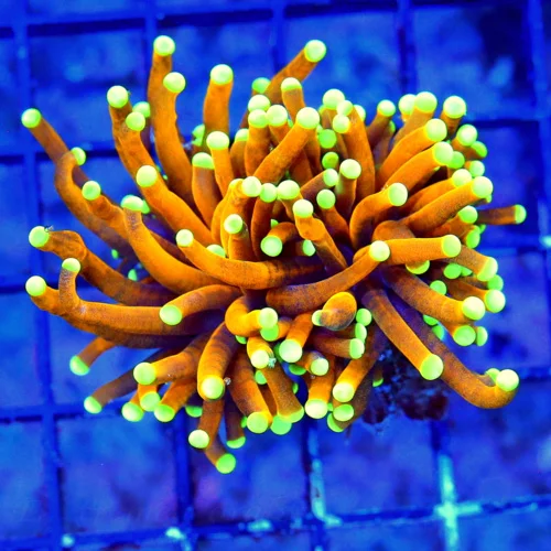 WYSIWYG 3 INCH SUPER SUPER COLLECTOR ITEM COLOR "24K GOLD" INDO SHOWPIECE TORCH live coral for sale - Extreme Corals
