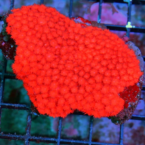 WYSIWYG 4.5X4 ULTIMATE ULTRA ULTRA ULTRA RED XL AUSTRALIAN "CHERRY BOMB" GONIOPORA-INCREDIBLE COLOR live coral for sale - Extreme Corals
