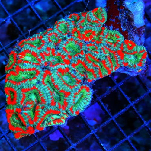 WYSIWYG 5.5 INCH VERY VERY RARE HAVE NOT HAD IN YEARS WEST AUSTRALIAN MICROMUSSA-COLLECTORS ITEM live coral for sale - Extreme Corals