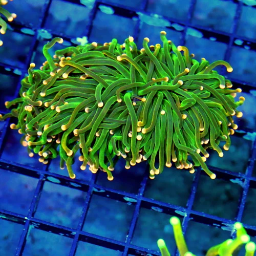 WYSIWYG 4 INCH SUPER ORANGE PEACH TIPPED "COTTON CANDY" TORCH THIS IS BEAUTIFUL live coral for sale - Extreme Corals