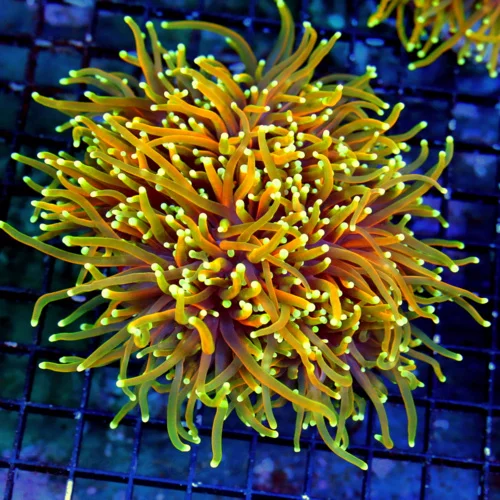 WYSIWYG 6.5X6.5 XXL GIANT "ULTRA NIGHT VISION TORCH" ,WOW THIS IS UNREAL!!! ULTRA SHOWPIECE live coral for sale - Extreme Corals