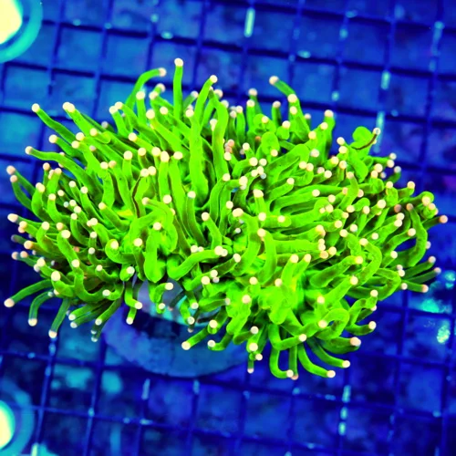WYSIWYG 5.5X5 OUT OF THIS WORLD "MIAMI HURRICANE ULTRA GRADE" INO TORCH-COLLECTOR ITEM VERY BRIGHT!! live coral for sale - Extreme Corals