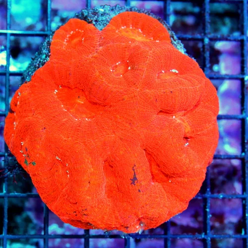 WYSIWYG 4.5X4.5 ULTRA ULTRA RED SUPER COLORED VERY HARD TO GET "RED FIRECRACKER ACAN BOWERBANKI" live coral for sale - Extreme Corals