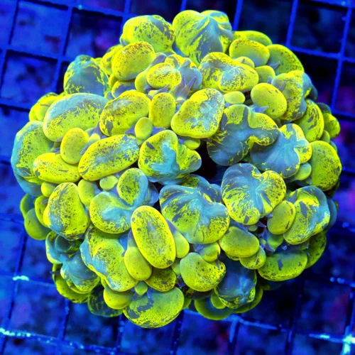WYSIWYG 4.5X4.5 XL "COSMIC CANDY SPLATTER BUBBLE" THIS IS INCREDIBLE CORAL IS UNREAL!!! live coral for sale - Extreme Corals