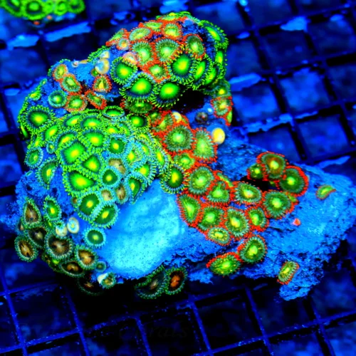 WYSIWYG 4.5X4 ZOANTHID-VERY VERY VERY HARD TO GET AUSTRALIAN ULTRA GRADE SHOWPIECE ZOANTHID COLONY live coral for sale - Extreme Corals