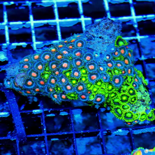WYSIWYG 4.5 INCH ZOANTHID-VERY VERY HARD TO GET AUSTRALIAN ULTRA GRADE SHOWPIECE ZOANTHID COLONY live coral for sale - Extreme Corals