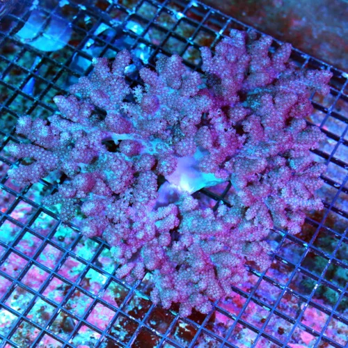 WYSIWYG 12x12 INCREDIBLE SUPER SUPER DARK PURPLE GIANT SHOWPIECE COLT CORAL-SPECTACULAR!! live coral for sale - Extreme Corals