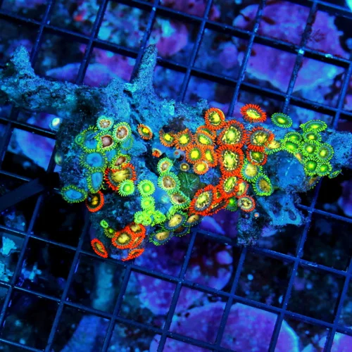 WYSIWYG 4.5 INCH ZOANTHID-VERY VERY HARD TO GET AUSTRALIAN ULTRA GRADE SHOWPIECE ZOANTHID COLONY live coral for sale - Extreme Corals