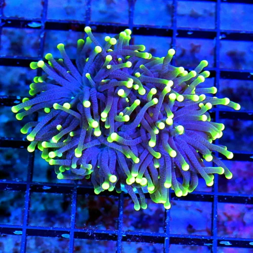 WYSIWYG 3.5 INCH ULTRA COLORED SUPER PURPLE YELLOW TIPPED BLACKLIGHT INDO TORCH live coral for sale - Extreme Corals