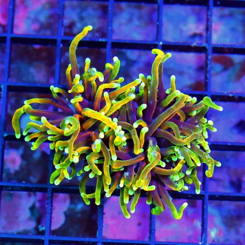 WYSIWYG 3 INCH ULTRA ULTRA COLORED  "DANTE INFERNO" INDO TORCH-COLOR VERY BRIGHT live coral for sale - Extreme Corals