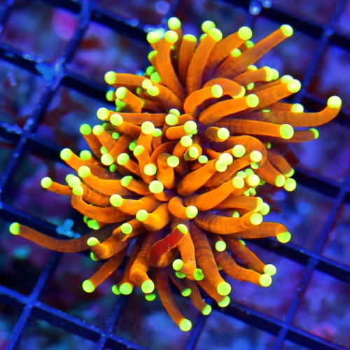 WYSIWYG 3.5 INCH SUPER SUPER COLLECTOR ITEM COLOR "24K GOLD" INDO SHOWPIECE TORCH live coral for sale - Extreme Corals