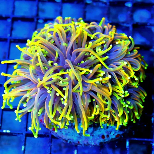 WYSIWYG 5.5X5.5 XXL CENTERPIECE ULTIMATE SHOWPIECE "DANTE INFERNO" INDO XXL TORCH live coral for sale - Extreme Corals