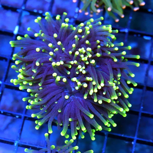 WYSIWYG 3.5 INCH ULTRA COLORED SUPER PURPLE YELLOW TIPPED BLACKLIGHT INDO TORCH live coral for sale - Extreme Corals