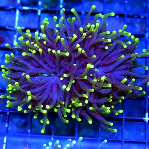 WYSIWYG 3.5 INCH ULTRA COLORED SUPER PURPLE YELLOW TIPPED BLACKLIGHT INDO TORCH live coral for sale - Extreme Corals