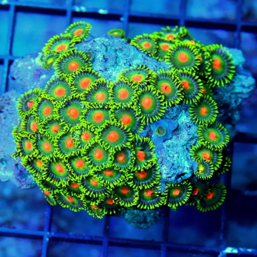 WYSIWYG 3.5 INCH ZOANTHID-VERY VERY HARD TO GET AUSTRALIAN ULTRA GRADE SHOWPIECE ZOANTHID COLONY live coral for sale - Extreme Corals