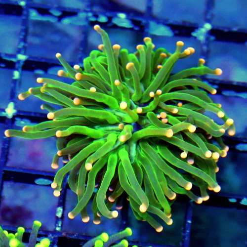 WYSIWYG 3.5 INCH SUPER SUPER COLORED PINKPEACH AND BLUE TIPPED "CARE BEAR" INDO TORCH live coral for sale - Extreme Corals