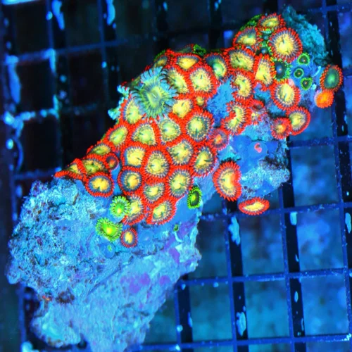 WYSIWYG 4 INCH ZOANTHID-VERY VERY HARD TO GET AUSTRALIAN ULTRA GRADE SHOWPIECE ZOANTHID COLONY live coral for sale - Extreme Corals