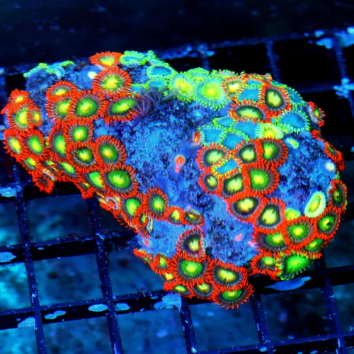 WYSIWYG 4 INCH ZOANTHID-VERY VERY HARD TO GET AUSTRALIAN ULTRA GRADE SHOWPIECE ZOANTHID COLONY live coral for sale - Extreme Corals