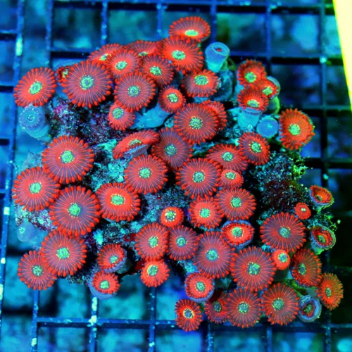 WYSIWYG 4x4 MAGICIAN PALYTHOAS-COLLECTORS ITEM ULTRA ULTRA COLORED VERY RARE MAGICIAN PALYTHOAS-AWESOM live coral for sale - Extreme Corals