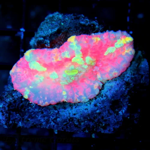 WYSIWYG 3.5 INCH ULTRA ULTRA GRADE GIANT SOLOMON ISLAND RICORDEA YUMA-INSANELY RARE COLOR!! live coral for sale - Extreme Corals