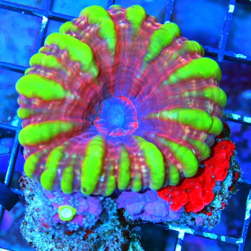 WYSIWYG 3.5X3.5 OUTSTANDING SCOTT'S HANDPICKED ULTRA "SATURN RING" WAGON WHEEL COLLECTORS ITEM CYNARINA live coral for sale - Extreme Corals