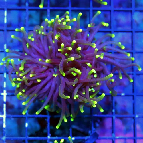 WYSIWYG 4 INCH ULTRA COLORED SUPER PURPLE YELLOW TIPPED BLACKLIGHT INDO TORCH live coral for sale - Extreme Corals