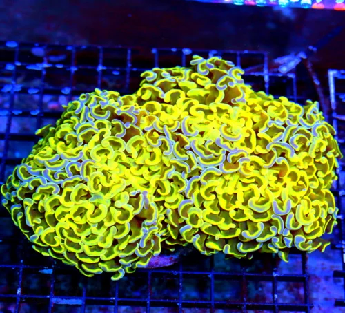 WYSIWYG 7X7 GIGANTIC ULTRA CENTERPIECE ULTRA ULTRA YELLOW AND BLUE PAINTED SHOWPIECE GIANT HAMMER CORAL live coral for sale - Extreme Corals