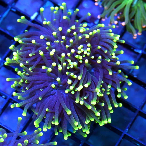 WYSIWYG 3.5 INCH ULTRA COLORED SUPER PURPLE YELLOW TIPPED BLACKLIGHT INDO TORCH live coral for sale - Extreme Corals