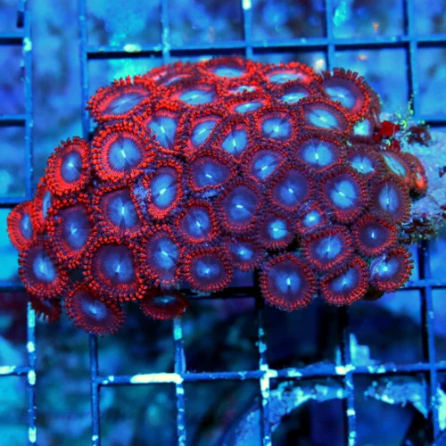 4 INCH VERY HARD TO GET 'FIRE AND ICE AUSTRALIAN ZOANTHID COLONY-COLLECTOR PIECE