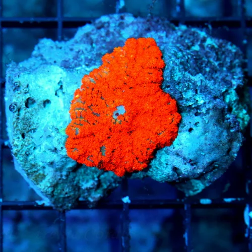 3 INCH ULTRA ULTRA COLORED RARE ULTRA RED MAGMA RICORDEA THIS ONE SHOULD BOUNCE VERY NICELY
