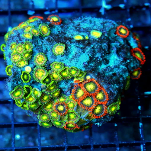 4X4 ZOANTHID-VERY VERY HARD TO GET AUSTRALIAN ULTRA GRADE SHOWPIECE ZOANTHID COLONY