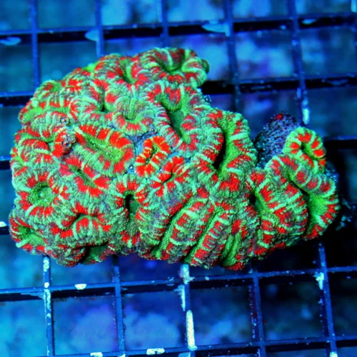 4.5 INCH VERY VERY RARE HAVE NOT HAD IN YEARS WEST AUSTRALIAN MICROMUSSA-COLLECTORS ITEM