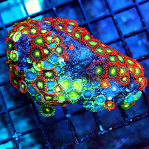 4 INCH ZOANTHID-VERY VERY HARD TO GET AUSTRALIAN ULTRA GRADE SHOWPIECE ZOANTHID COLONY