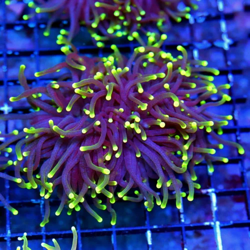 4.5 INCH ULTRA COLORED SUPER PURPLE YELLOW TIPPED BLACKLIGHT INDO TORCH