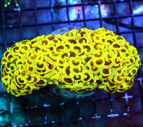 6X4 XXL ULTRA CENTERPIECE ULTRA ULTRA YELLOW AND BLUE PAINTED SHOWPIECE GIANT HAMMER CORAL