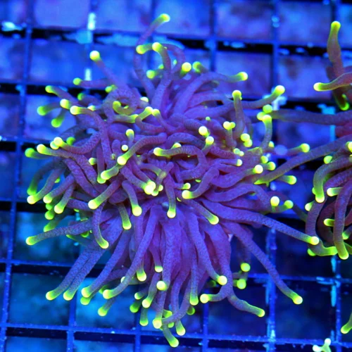 3.5 INCH ULTRA COLORED SUPER PURPLE YELLOW TIPPED BLACKLIGHT INDO TORCH