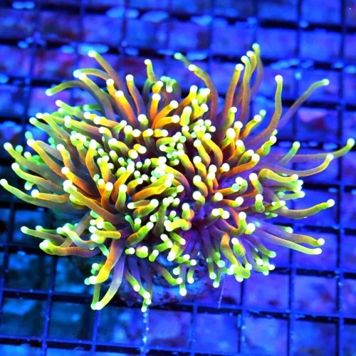 5X5 GIANT XXL ULTIMATE SHOWPIECE DANTE INFERNO INDO GIANT CENTERPIECE TORCH